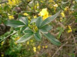 Image of Japanese jasmine