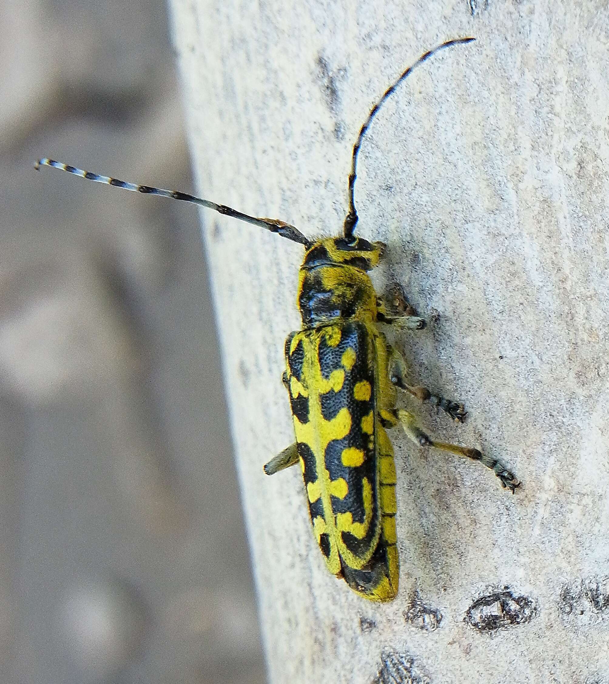 Saperda (Lopezcolonia) scalaris (Linné 1758) resmi