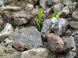 Image de Violette admirable