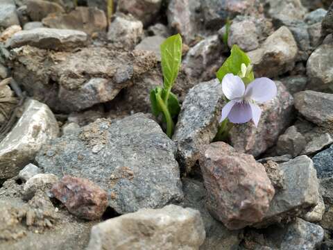 Image de Violette admirable