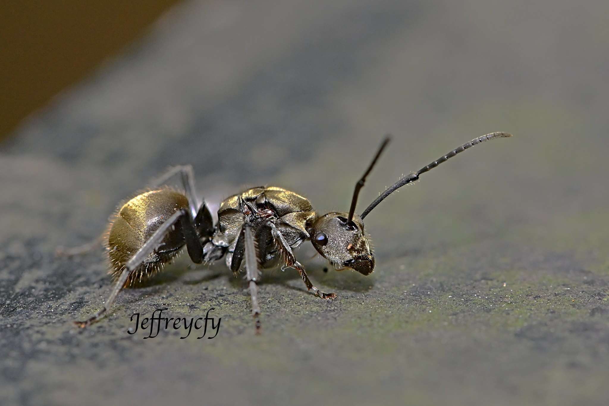 Image of Polyrhachis vigilans Smith 1858