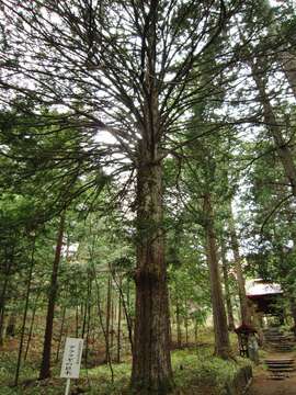 Image of Japanese Yew