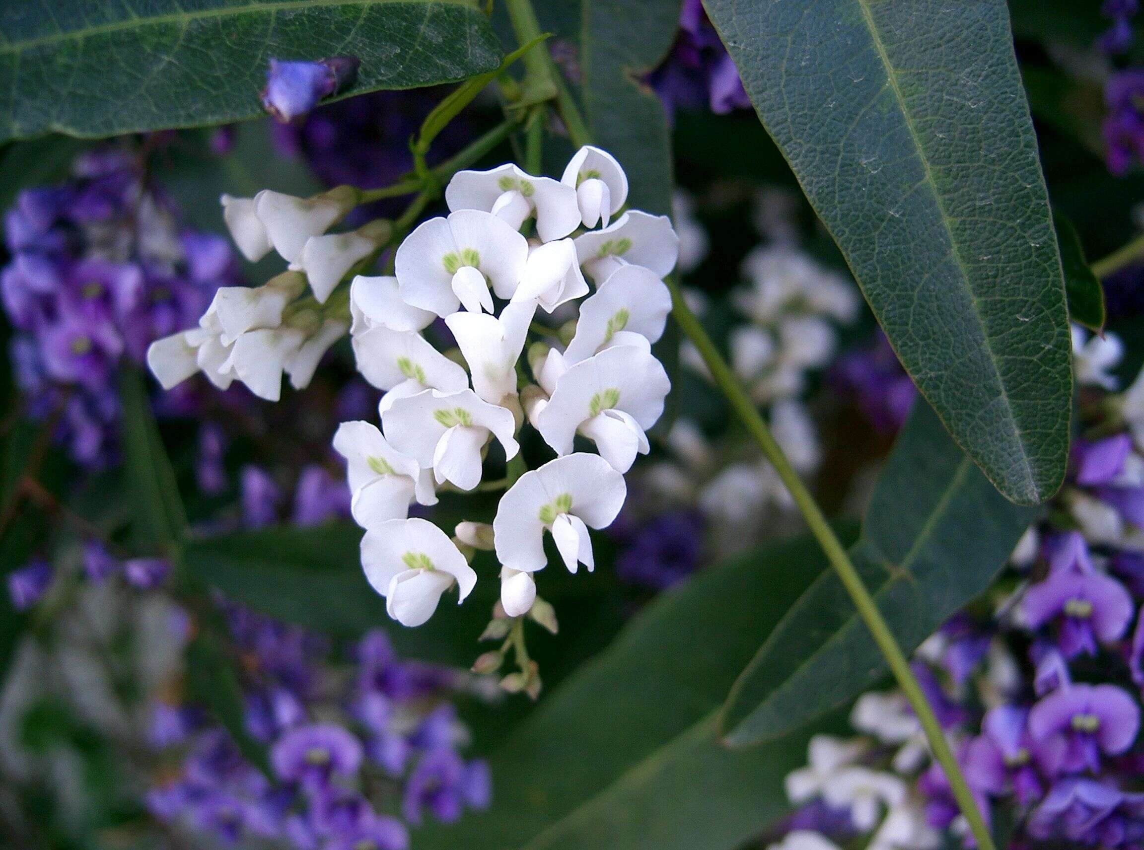 Image of coral-pea