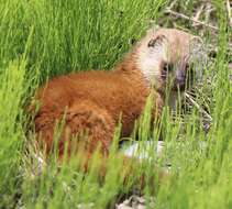 Image of Japanese Weasel