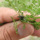 Image of Hadromeropsis (Hadromeropsis) argentinensis (Hustache 1926)