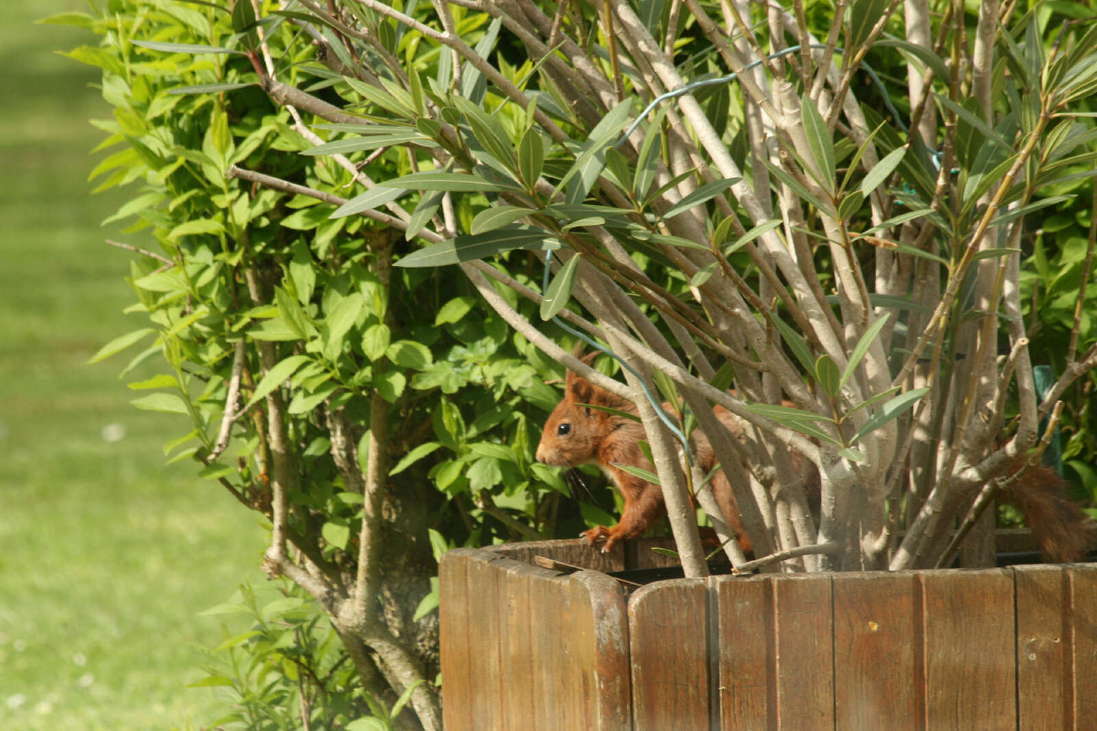 Image of Eurasian red squirrel