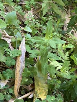 Image of Hypericum sampsonii Hance