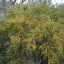 Bossiaea linophylla R. Br. resmi