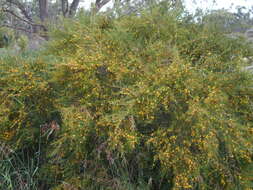 Bossiaea linophylla R. Br. resmi