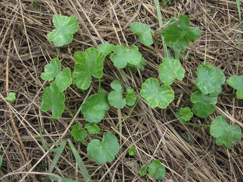 Imagem de Hydrocotyle ramiflora Maxim.