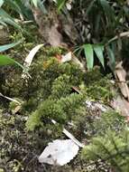 Imagem de Hymenophyllum dentatum Cav.