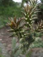 Image of California cholla