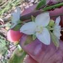 Image of succulent spiderwort