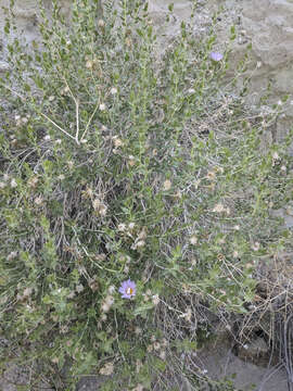 Plancia ëd Xylorhiza cognata (H. M. Hall) T. J. Watson