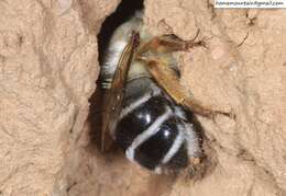 Слика од Anthophora patruelis Cockerell 1931