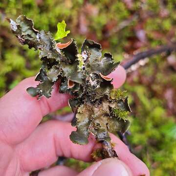 Image of Swiss kidney lichen