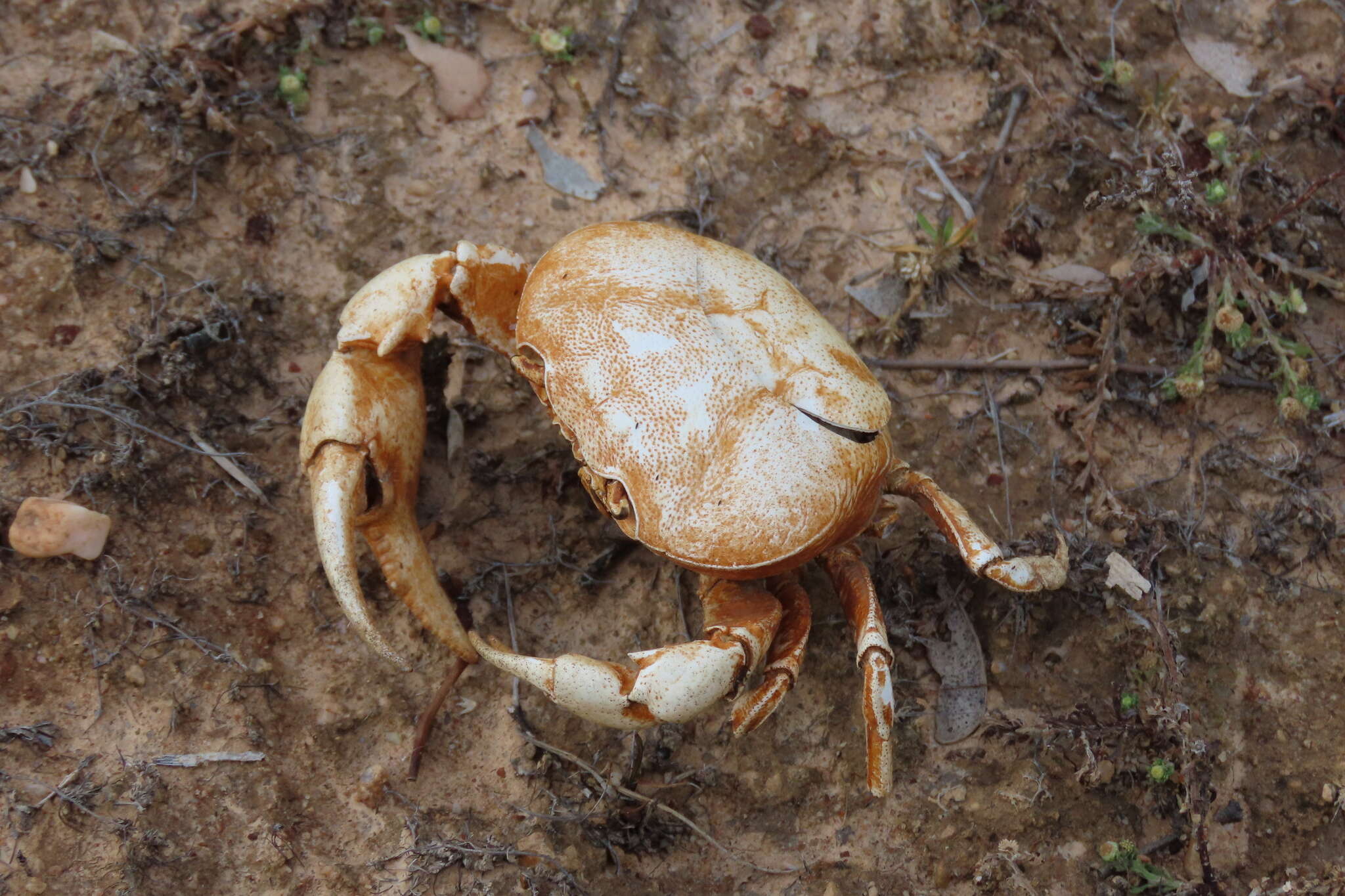 Image of Austrothelphusa transversa (von Martens 1868)