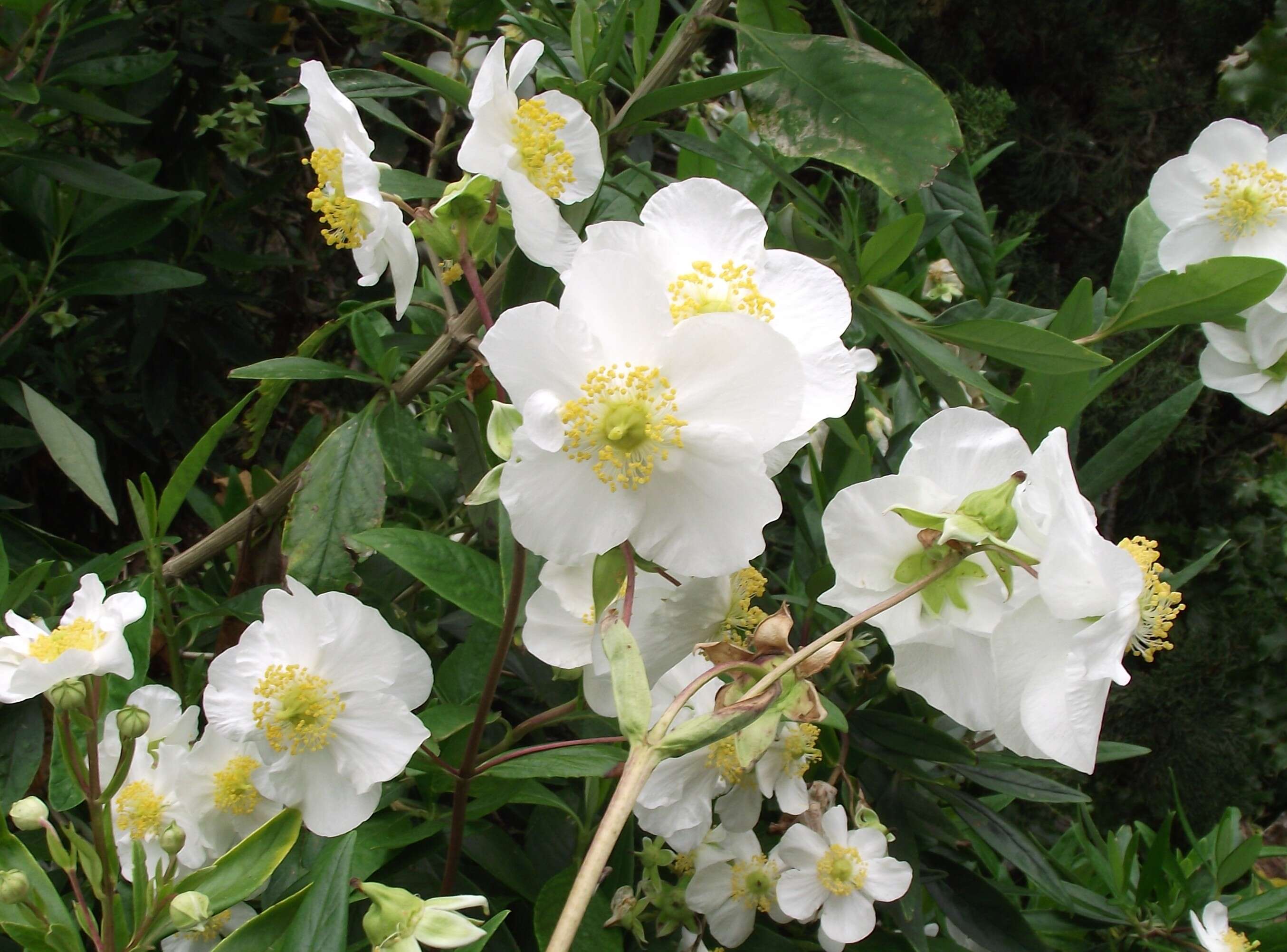 Image of tree anemone