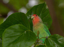 Imagem de Agapornis roseicollis (Vieillot 1818)