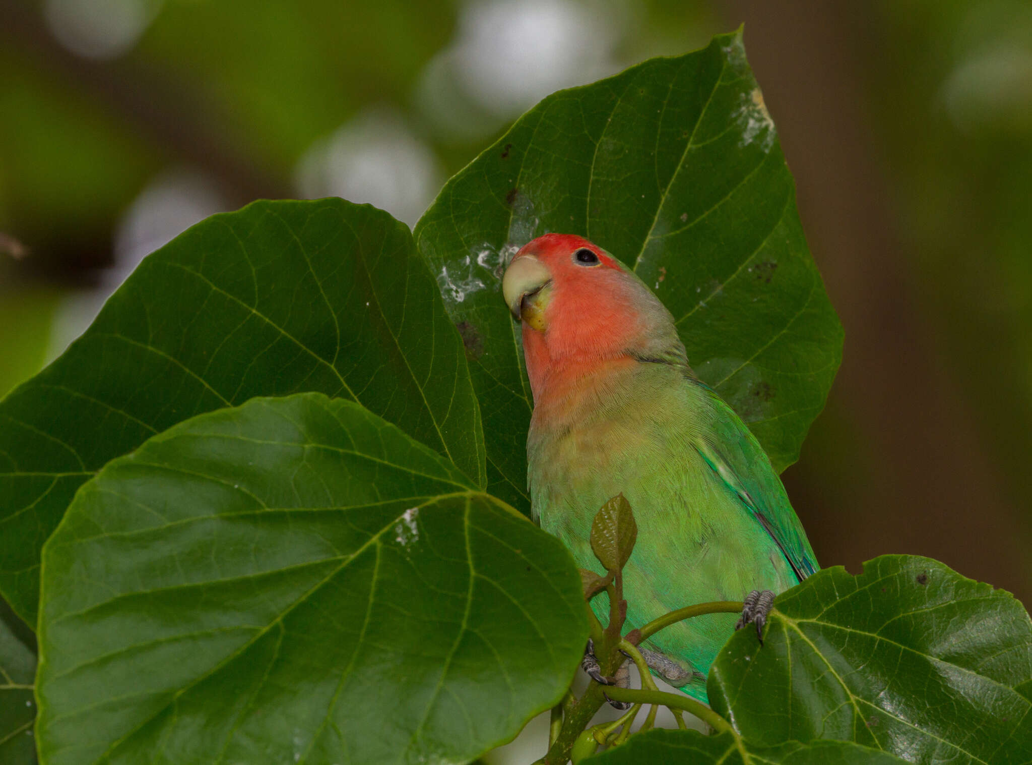 Image of Rosy-faced Lovebird