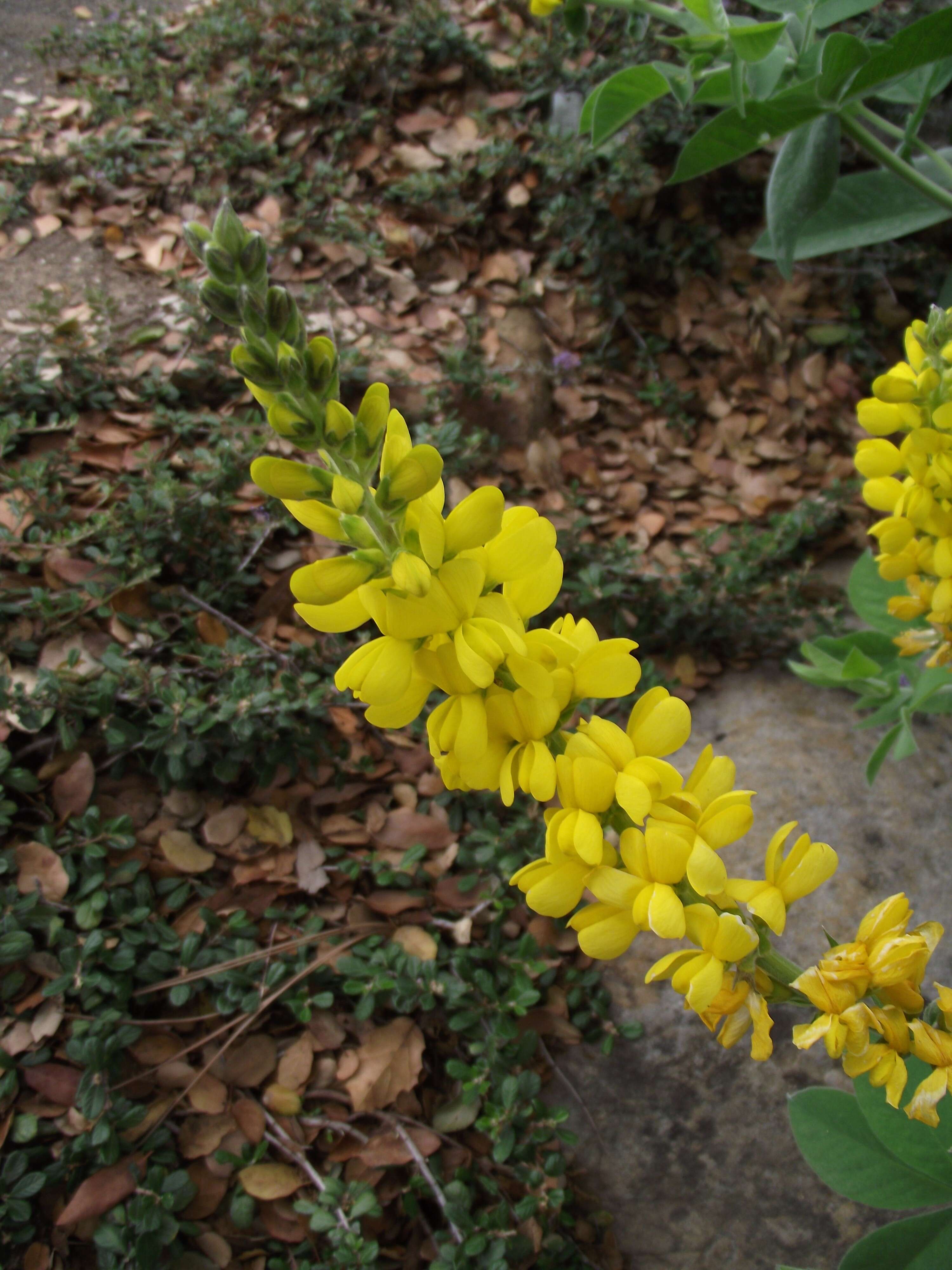 Image of slender goldenbanner