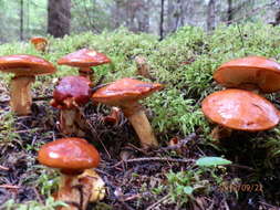 Imagem de Fuscoboletinus glandulosus (Peck) Pomerl. & A. H. Sm. 1962