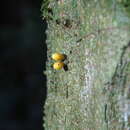 Image of Apodanthes caseariae Poit.