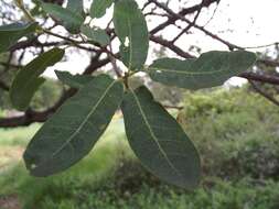 Image of Engelmann oak