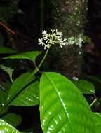 Palicourea acuminata (Benth.) Borhidi resmi