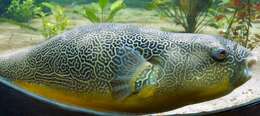 Image of Fresh Water Puffer Fish