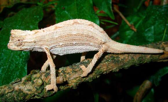 Image of Kenya Leaf Chameleon