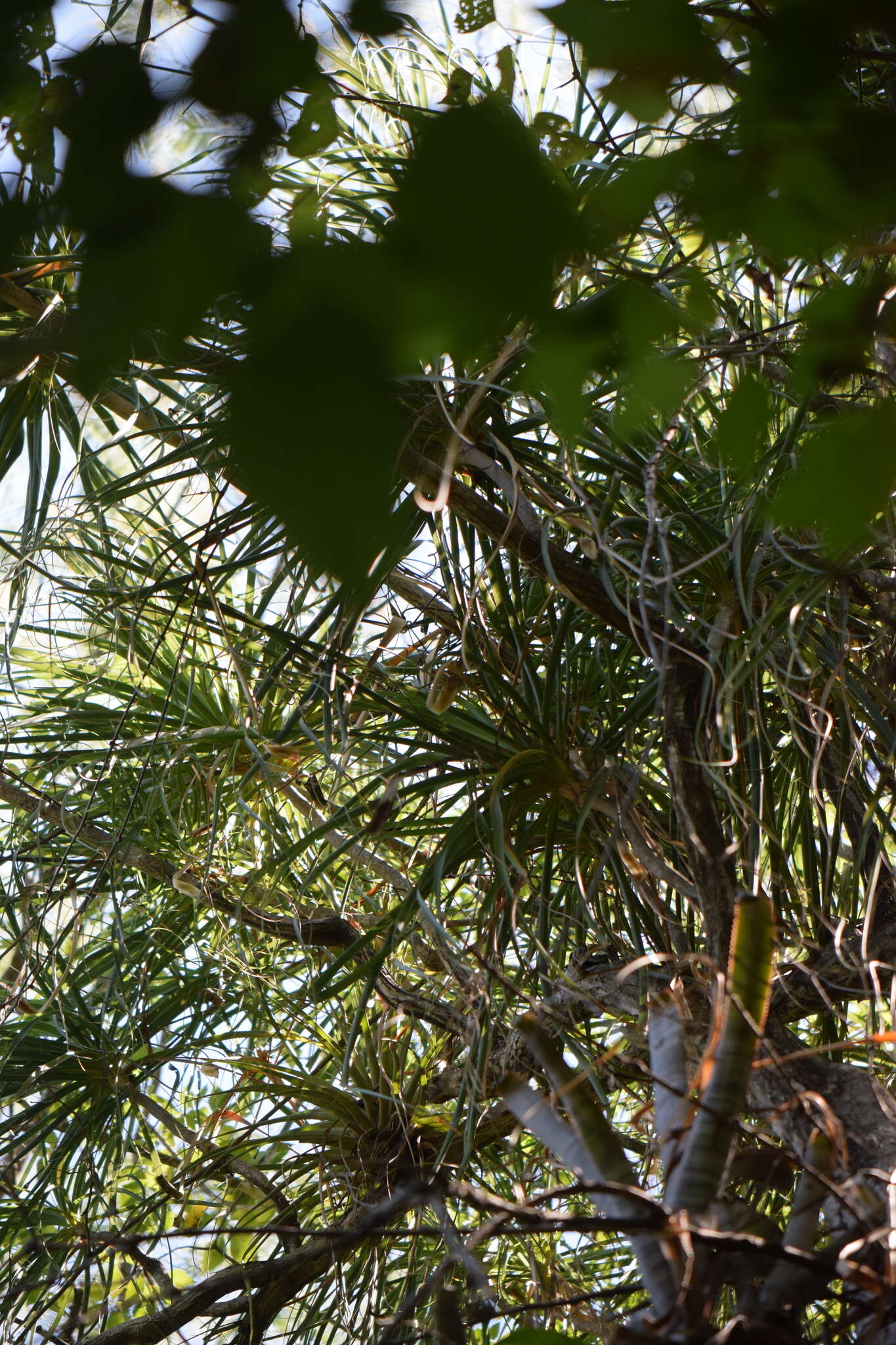 Image of Beaucarnea goldmanii Rose