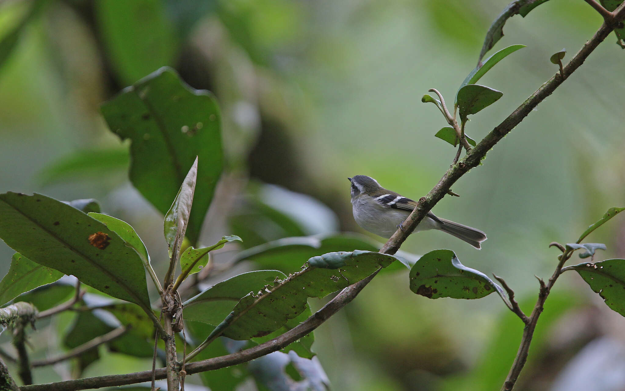 Image of White-banded Tyrannulet