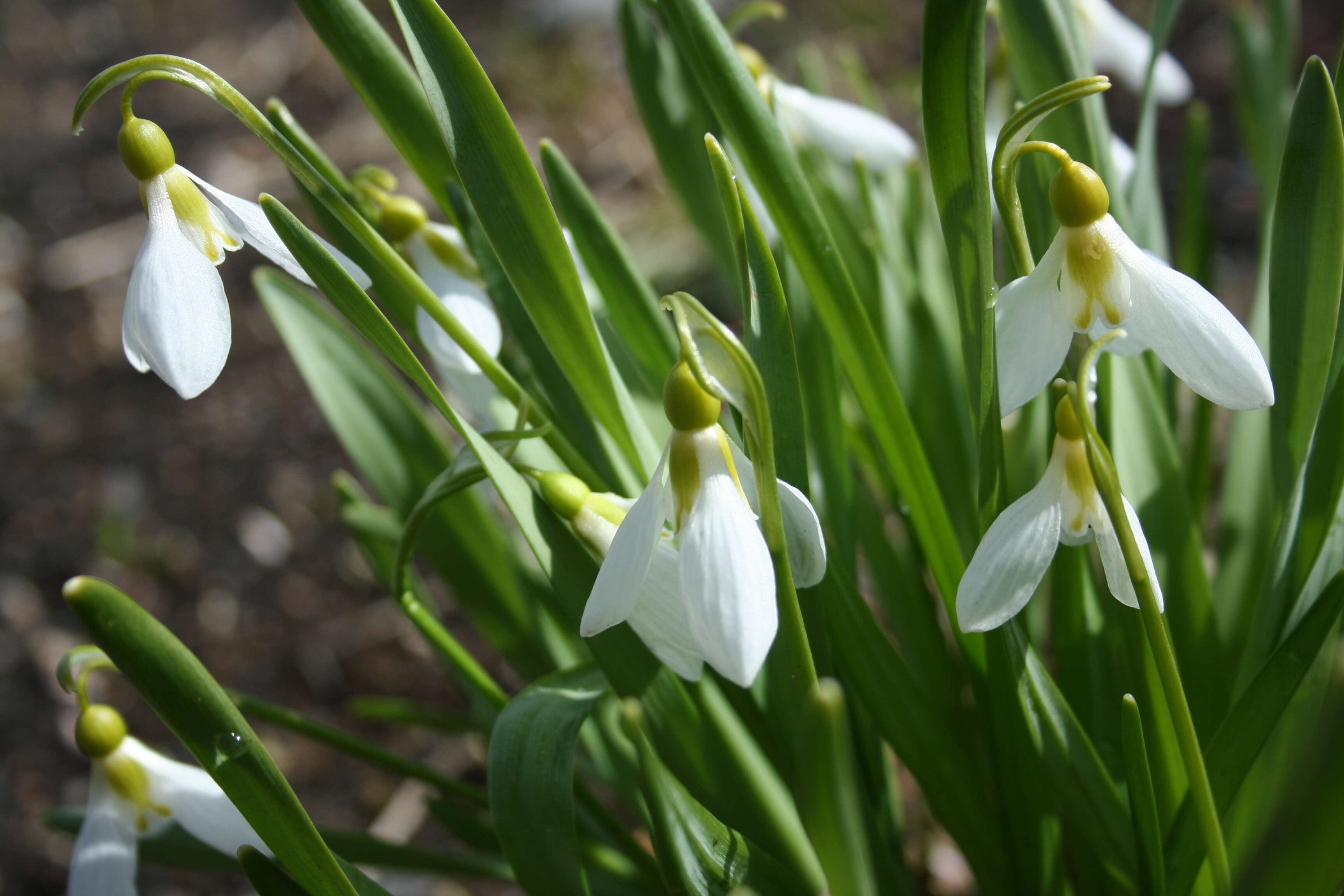 Image of giant snowdrop