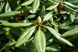 Image of Rhododendron aureum Georgi