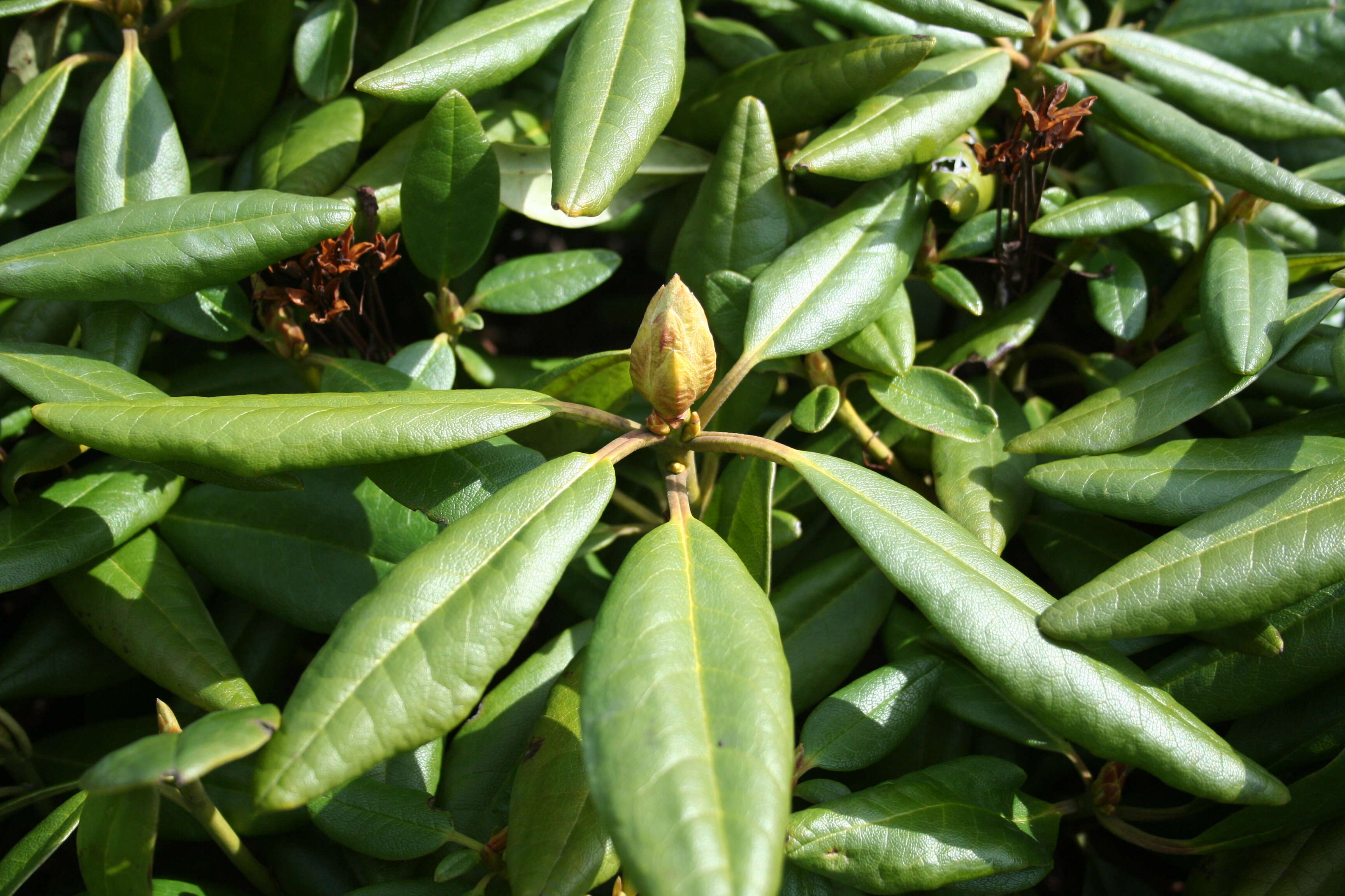 صورة Rhododendron aureum Georgi