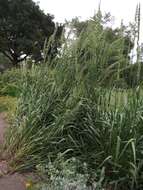 Image of giant wildrye