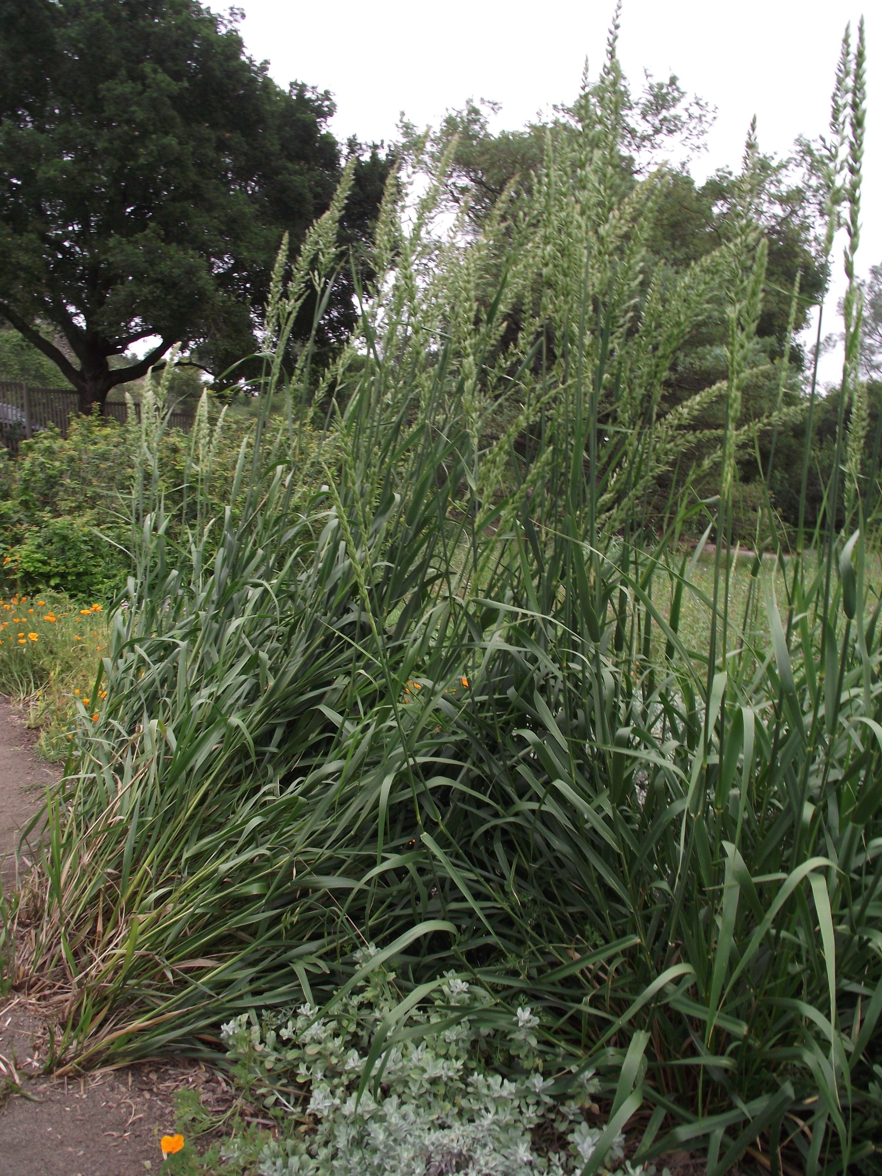 Image of giant wildrye