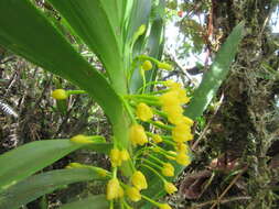 Image of Maxillaria aurea (Poepp. & Endl.) L. O. Williams