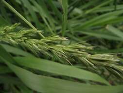 Image of giant wildrye