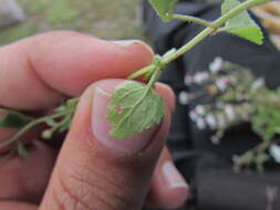 Image of Brickellia problematica B. L. Turner