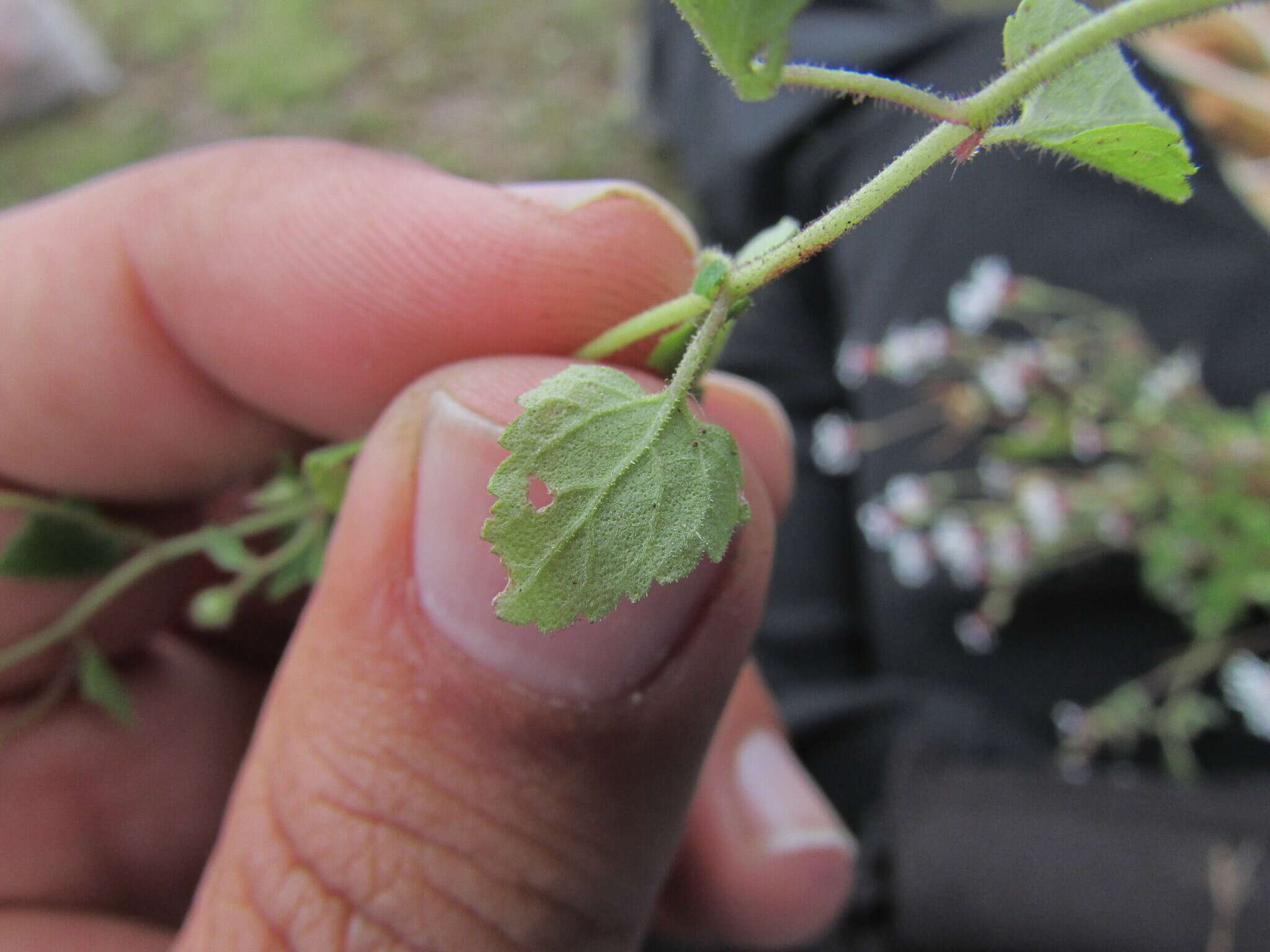 Image of Brickellia problematica B. L. Turner