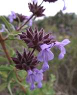 Image of Santa Rosa Island sage