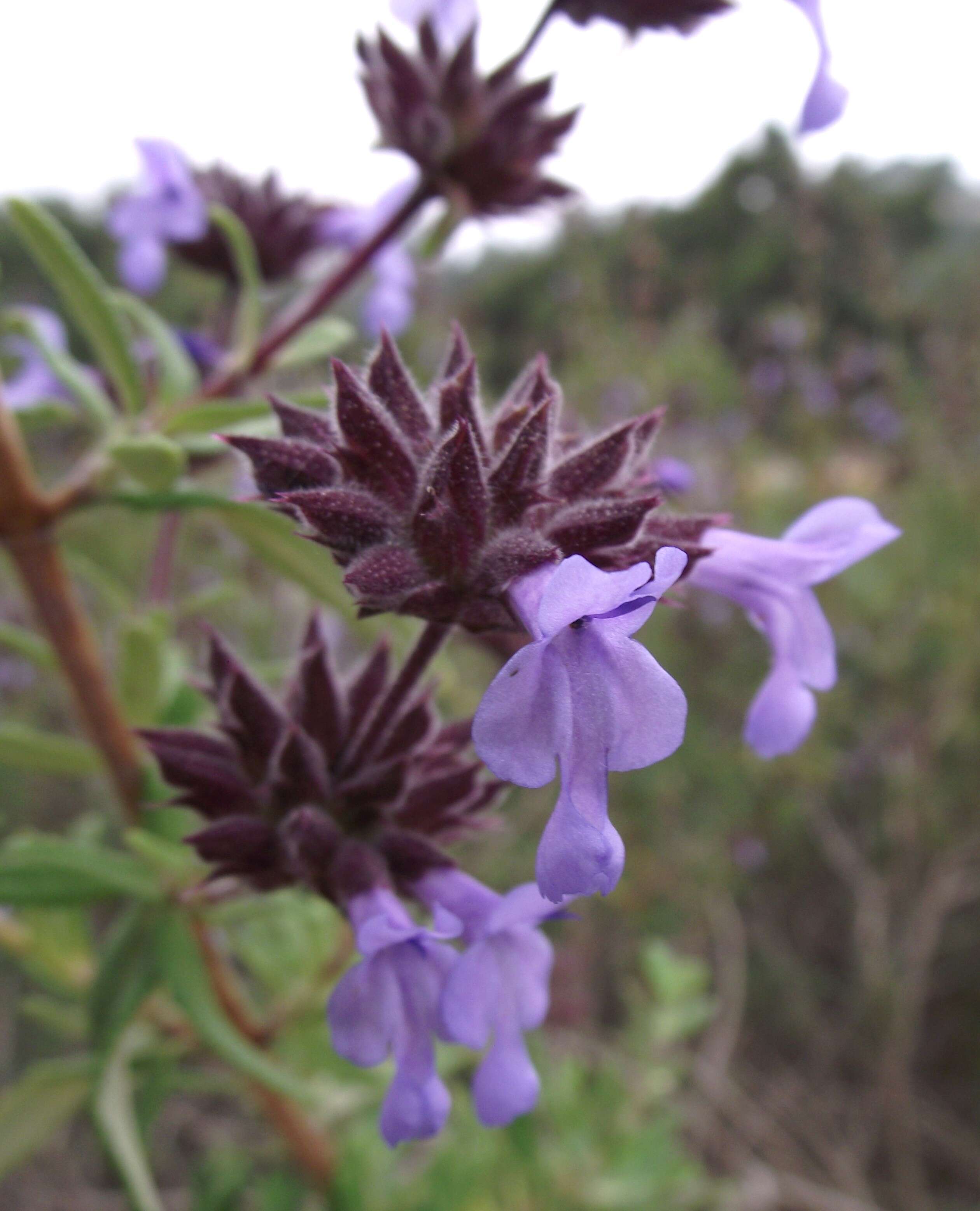 Imagem de Salvia brandegeei Munz