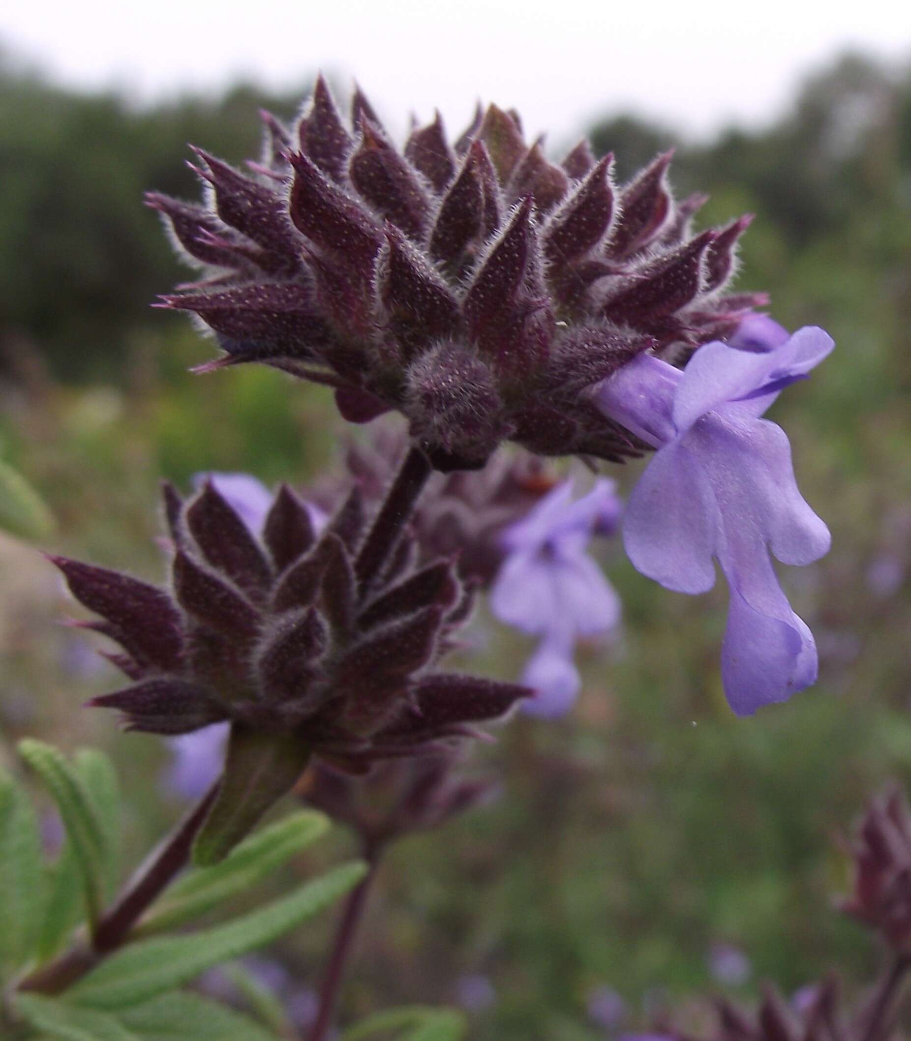 Sivun Salvia brandegeei Munz kuva