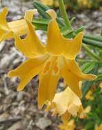 Image of Monkey Flower