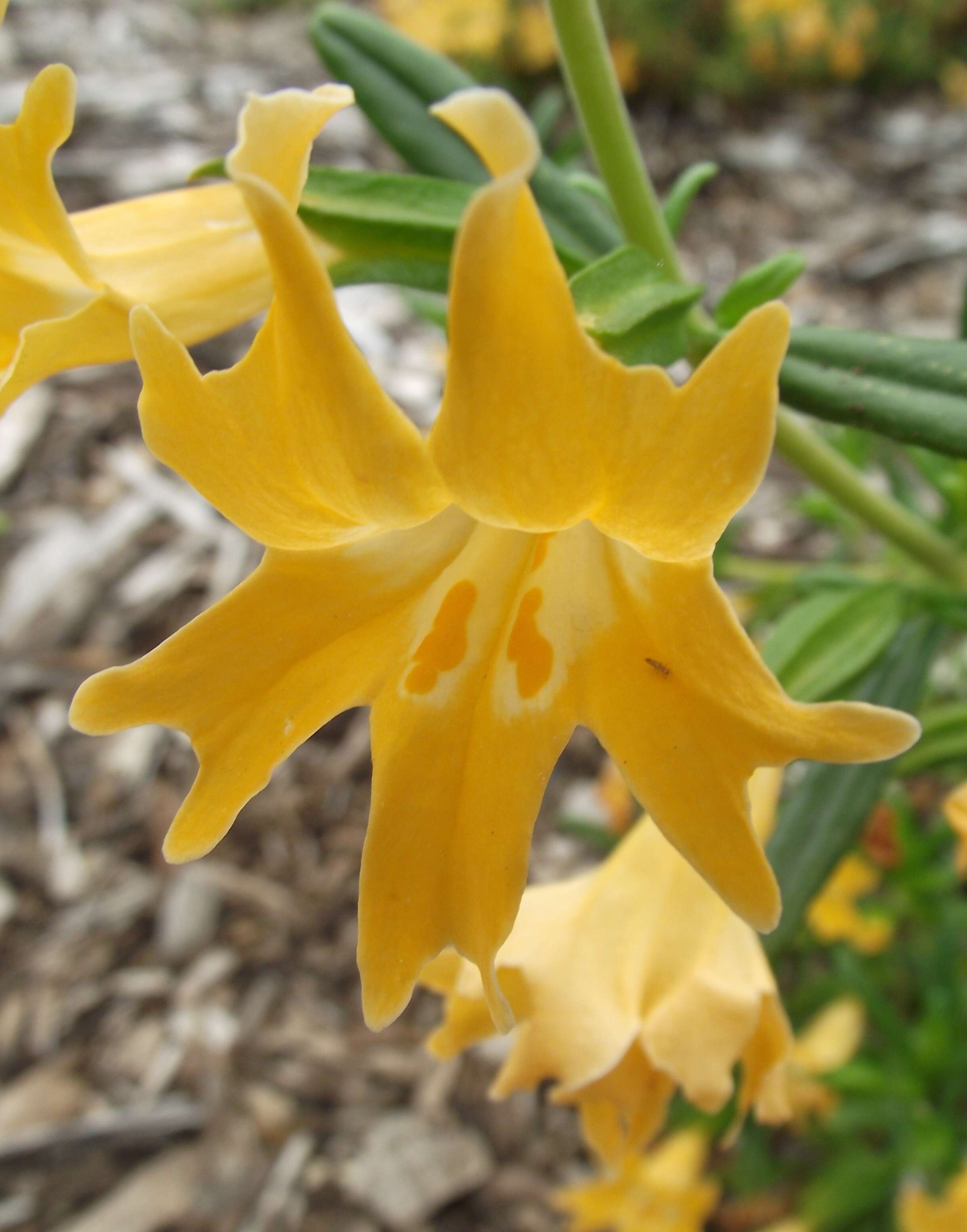 Plancia ëd Mimulus