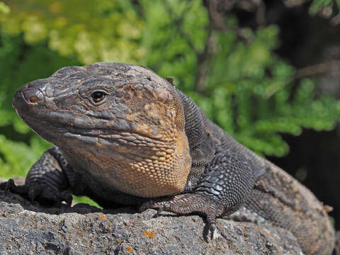 Image of Gran Canaria Giant Lizard