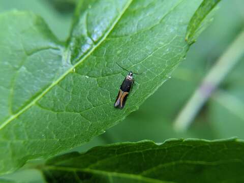 Image de Enchrysa