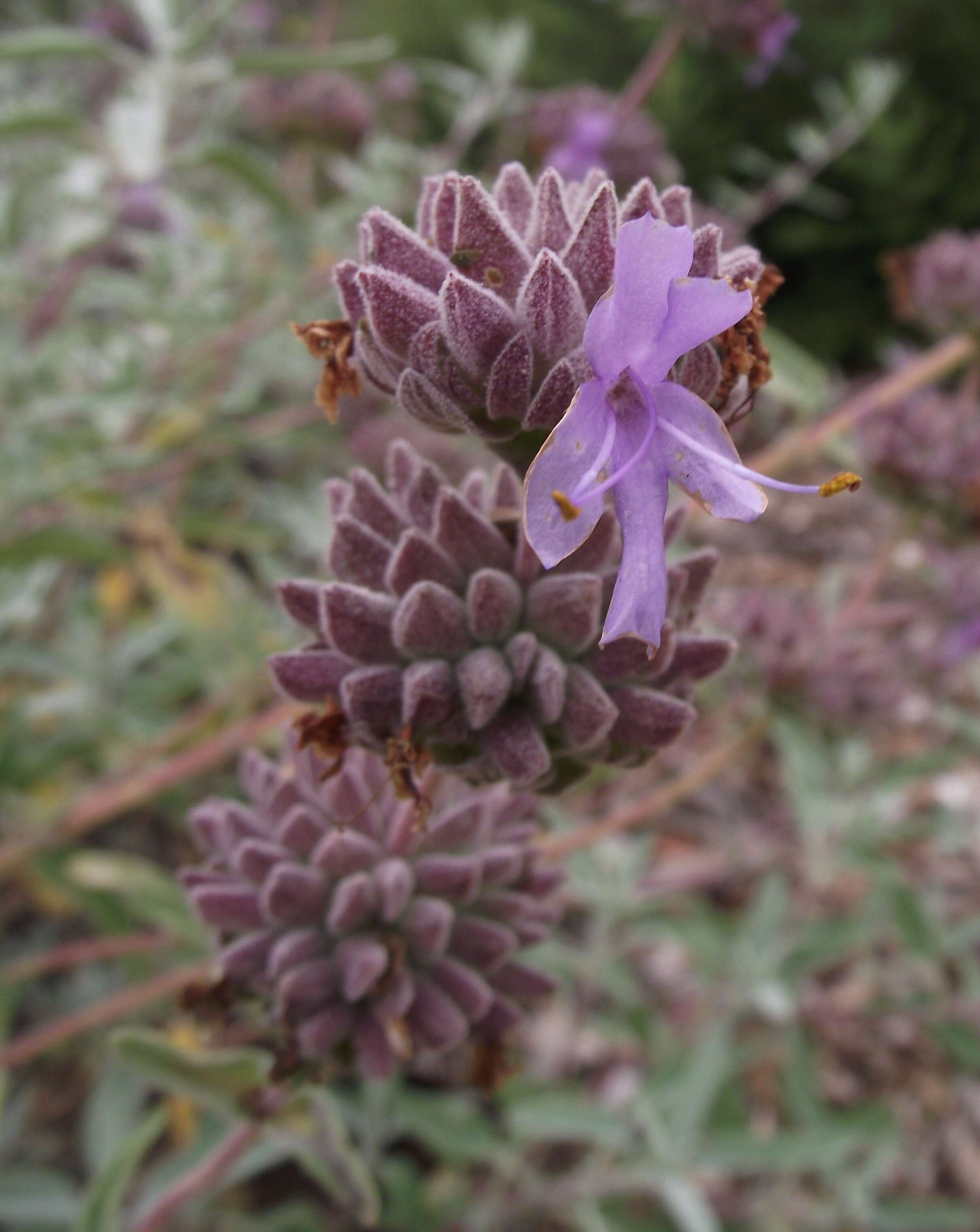 Image of San Luis purple sage